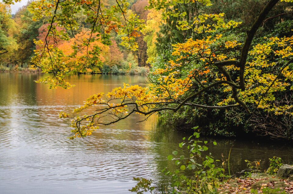 Branch lake greiz castle park