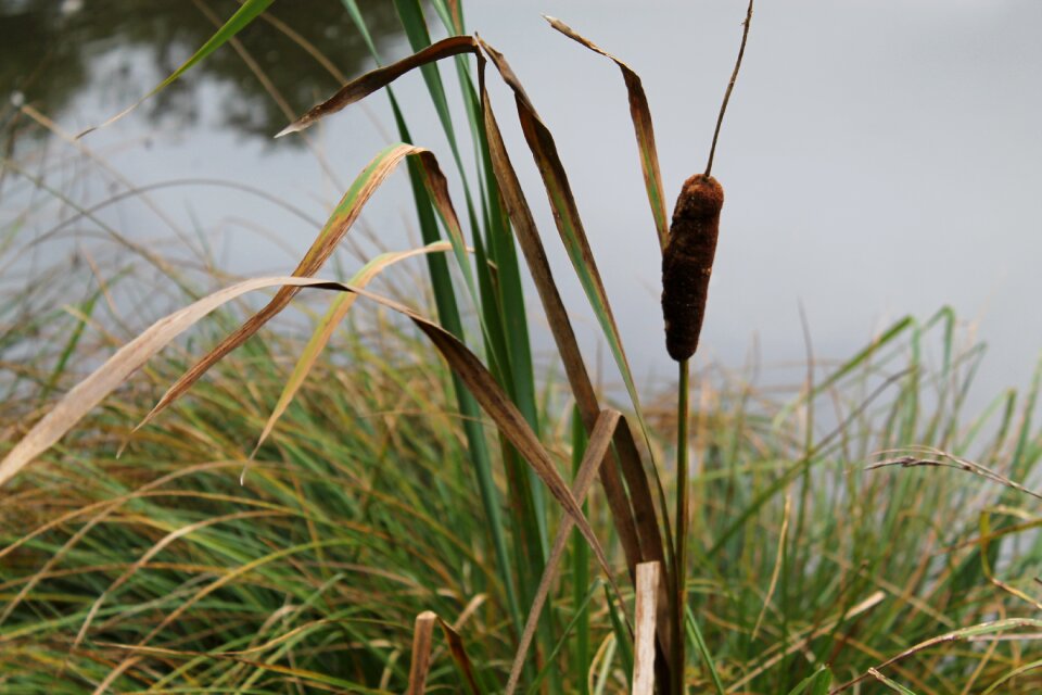 Aquatic plant nature reserve grass
