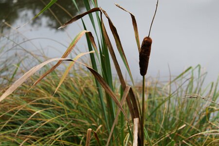 Aquatic plant nature reserve grass
