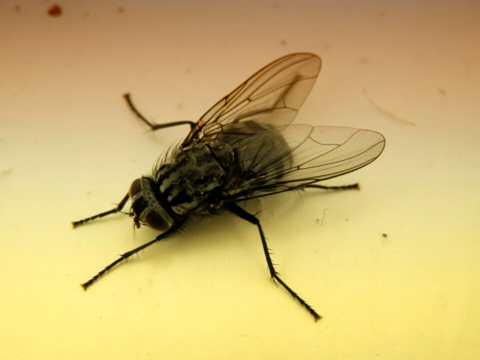 Nature bug