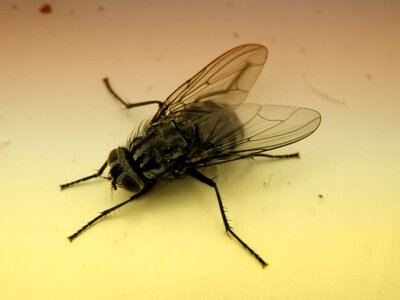 Nature bug