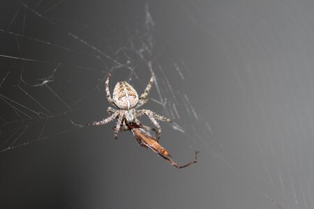 Cobweb insect araneus