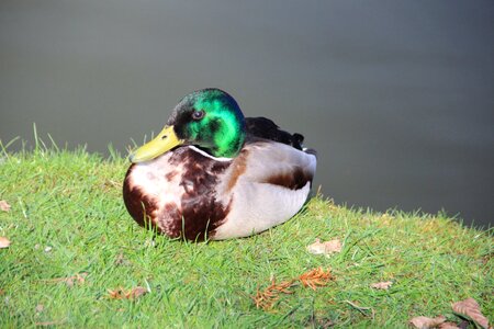 Water bird bird duck on meadow