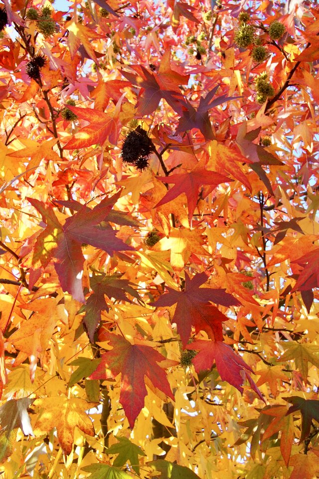 Autumn leaves fall leaf