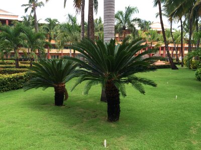 Caribbean vacations palm trees photo