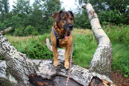Equipment workout rescue dog dog