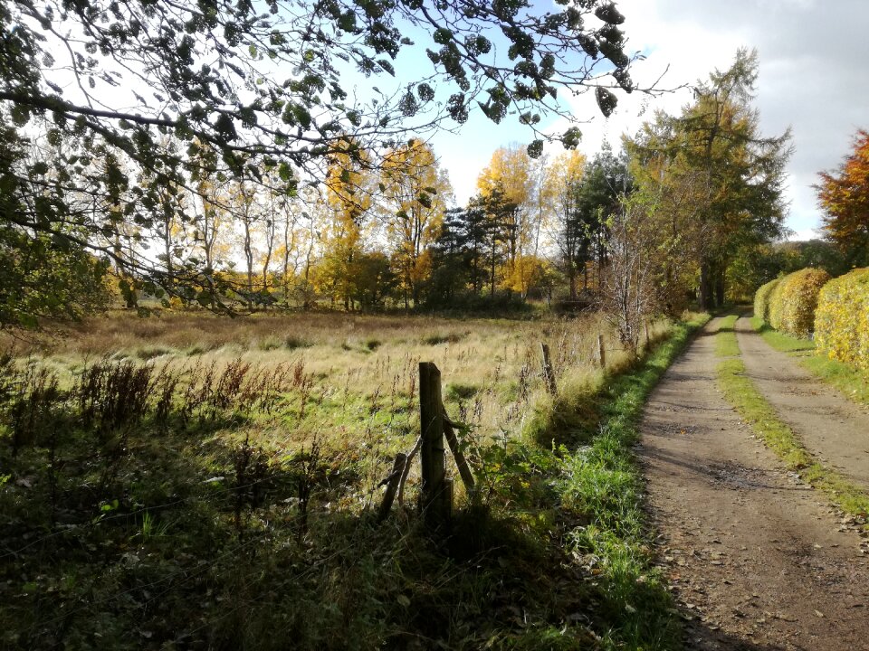 Trees october countryside