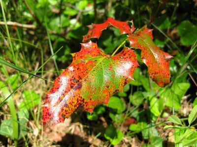 Golden autumn fall foliage nature