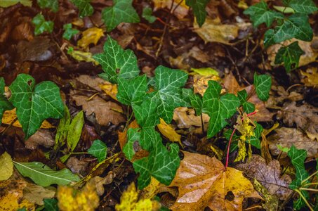 Nature leaves ivy leaf