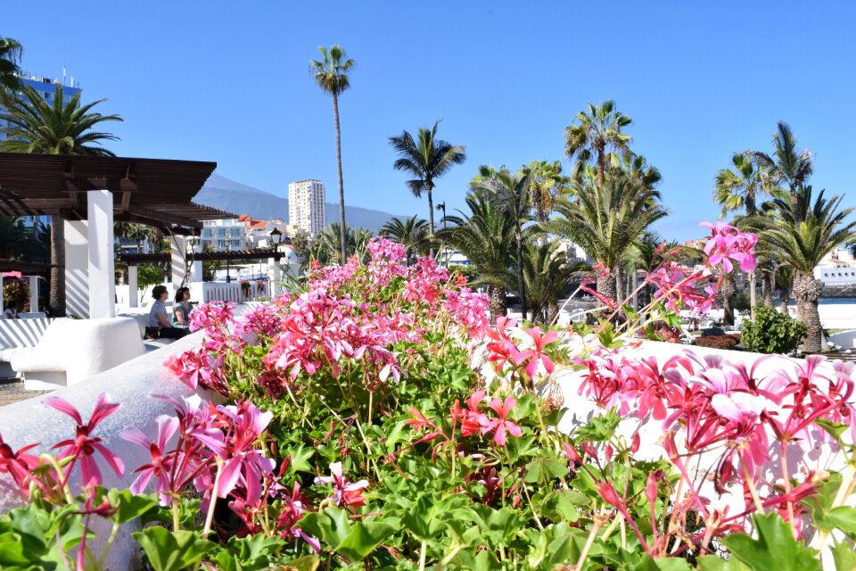 Nature landscape flowering