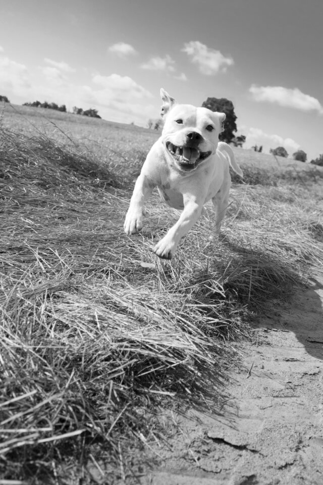 Terrier black and white playful