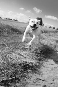 Terrier black and white playful