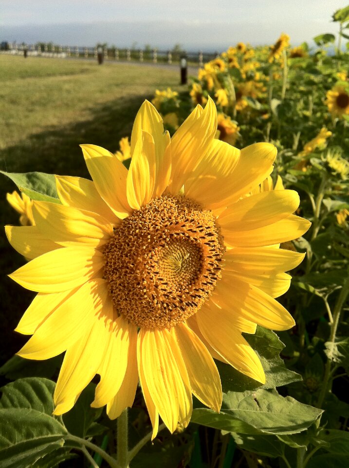 Sunflower yellow summer