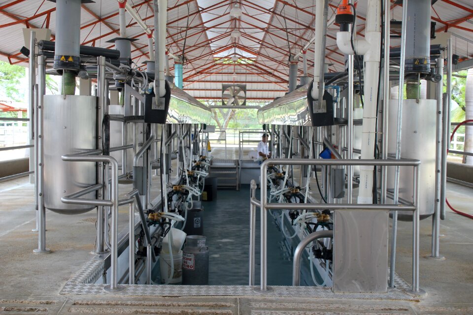 Cheese milk installation of milking