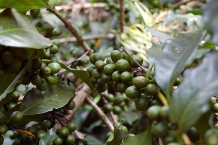Coffee plantation green coffee photo
