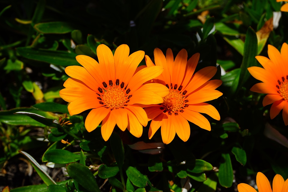 Orange bloom geäugte gazanie