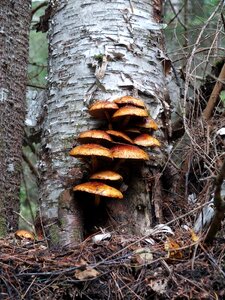 Nature trees trunk