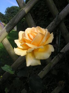 Roses garden nature