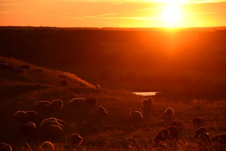 Field animal livestock