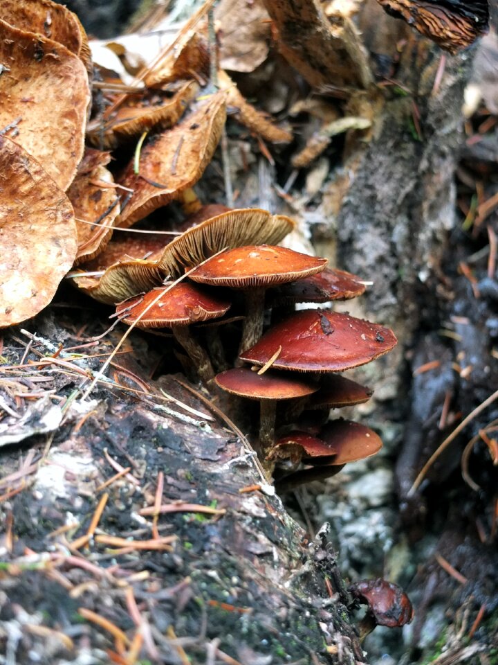 Plant trees undergrowth