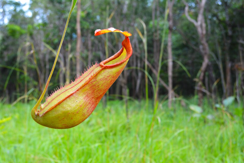 Kingdom of wonder most beautiful flower wild flower