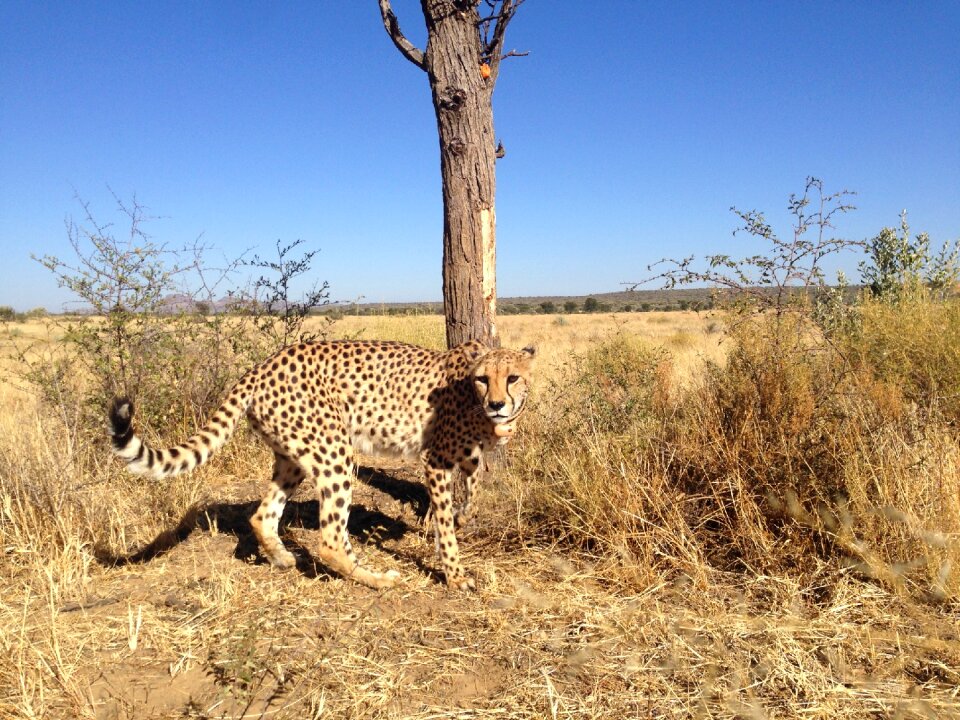Acinonyx africa big cat