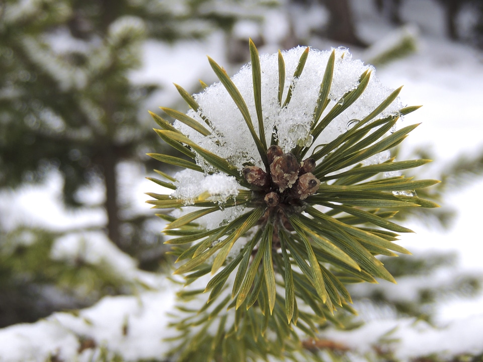 Conifer tree nature