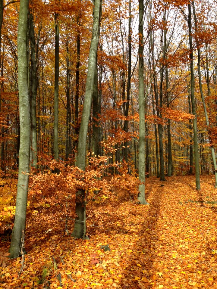 Colors autumn gold landscape