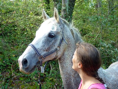 Close up horse head horse breeding