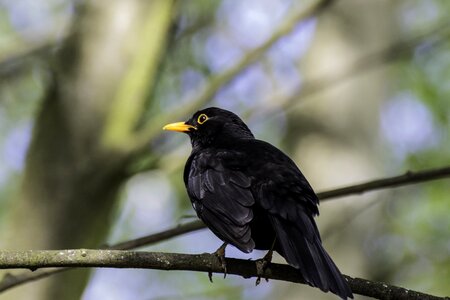 Nature animal black bird
