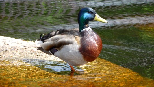 Nature plumage water bird