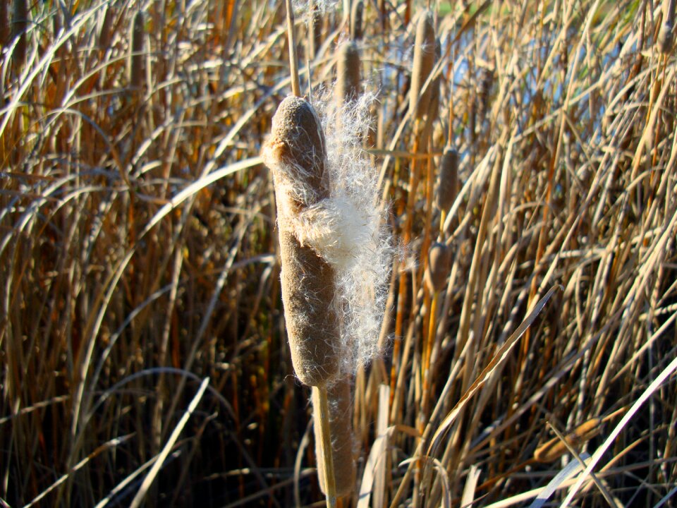 Typhaceae corn dog grass bulrush