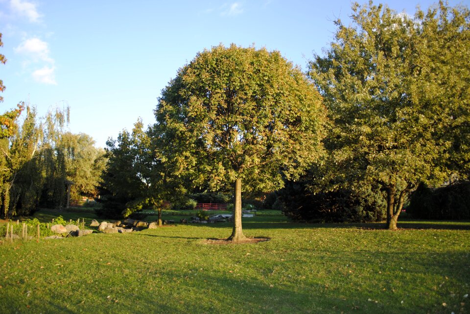 Tree peace botanical garden