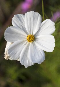 Plant garden flower finnish