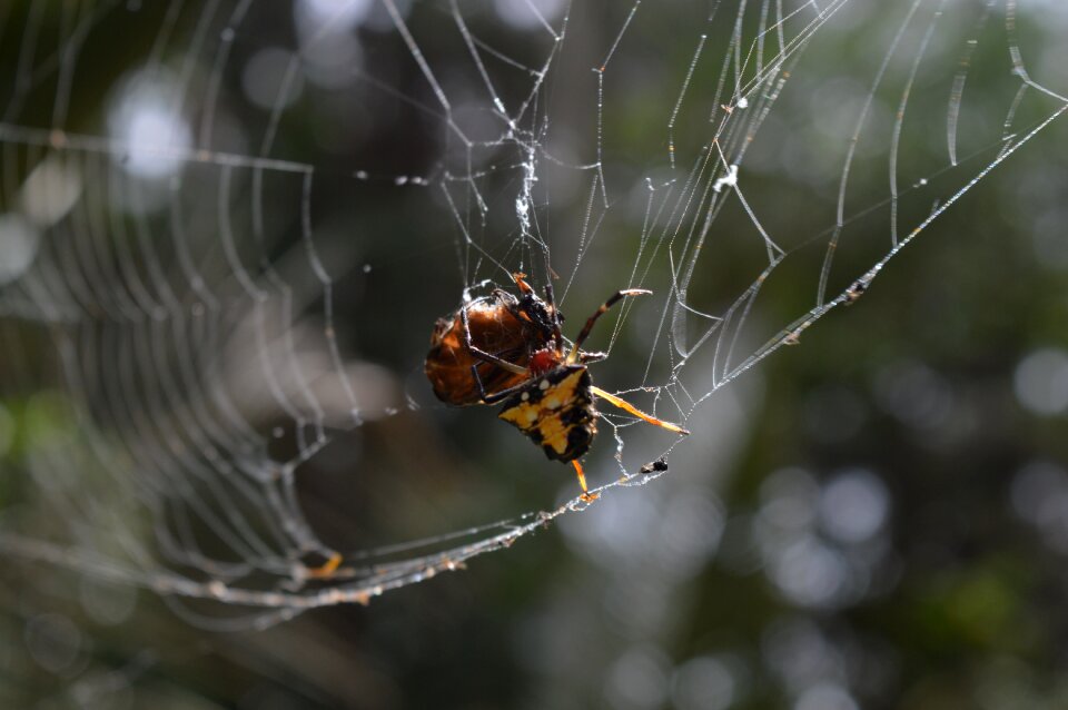 Spider cobweb insects