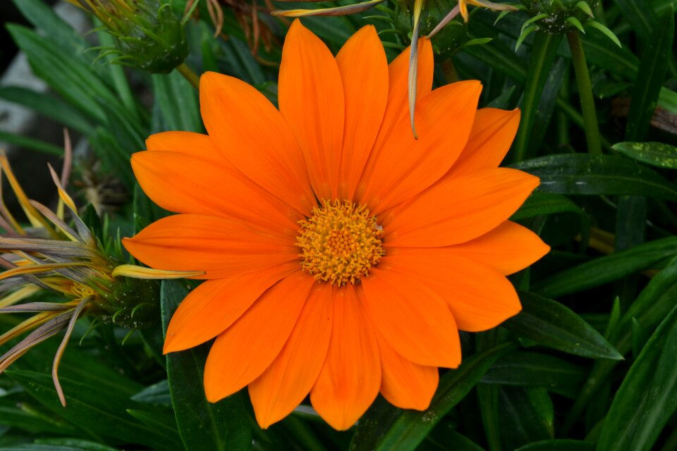 Orange daisy flower margaret