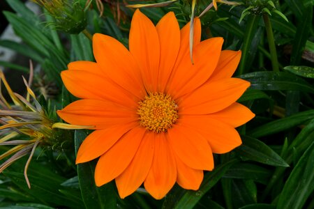 Orange daisy flower margaret photo
