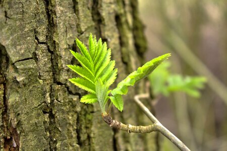 Forest green nature photo