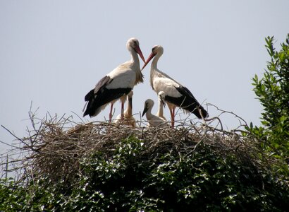 Nest animals bird