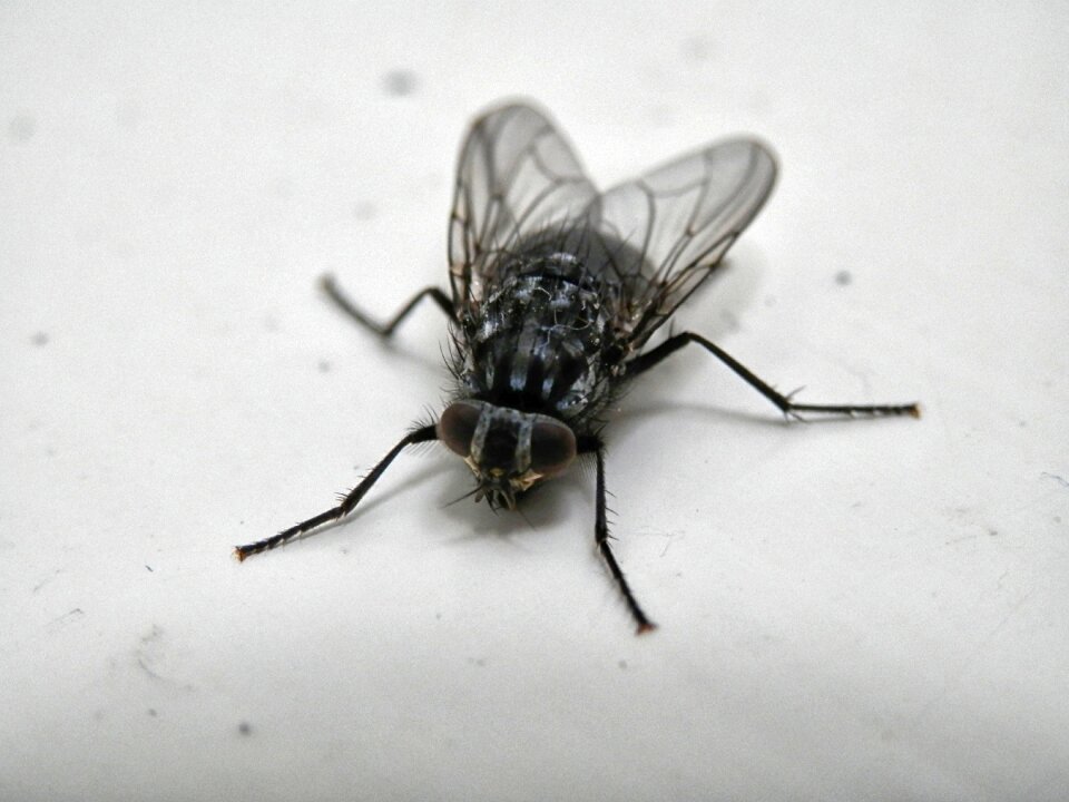 Nature bug