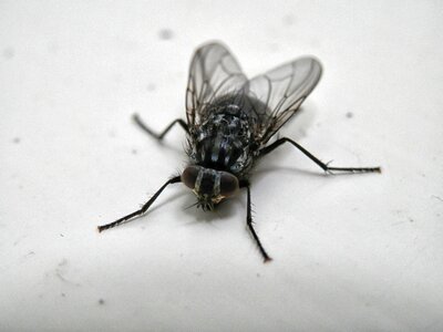 Nature bug