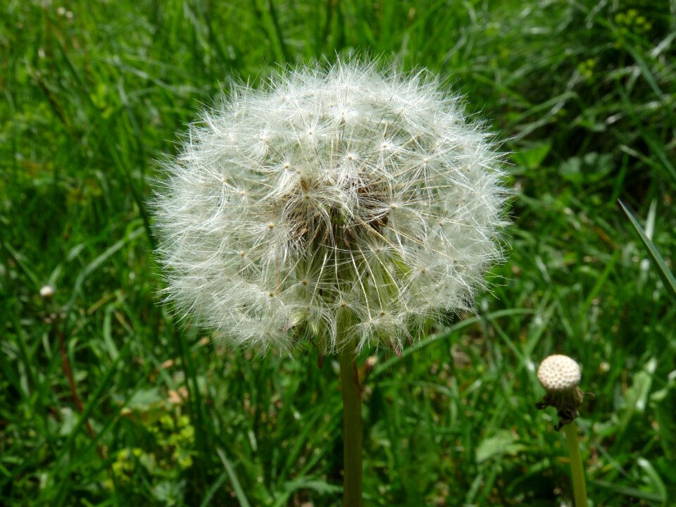 Seeds pointed flower nature