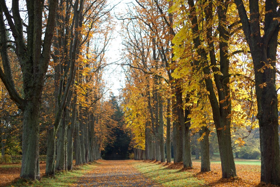 Yellow landscape germany