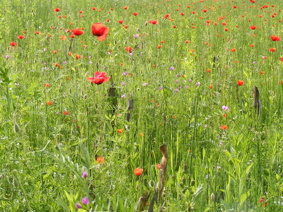 Papaver poppy papaveraceae