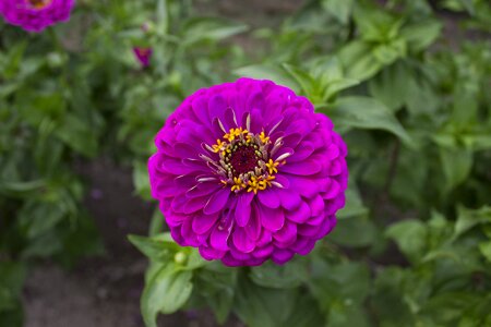 Summer gardening franklin d