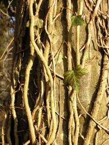 Wood green bark