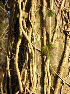 Wood green bark photo