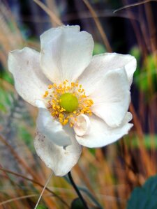 Late summer nature garden