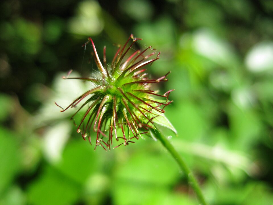 Nature mood plant