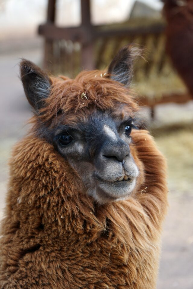 Animal world lama animal